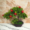 Copacel decorativ fructifer cu cireșe